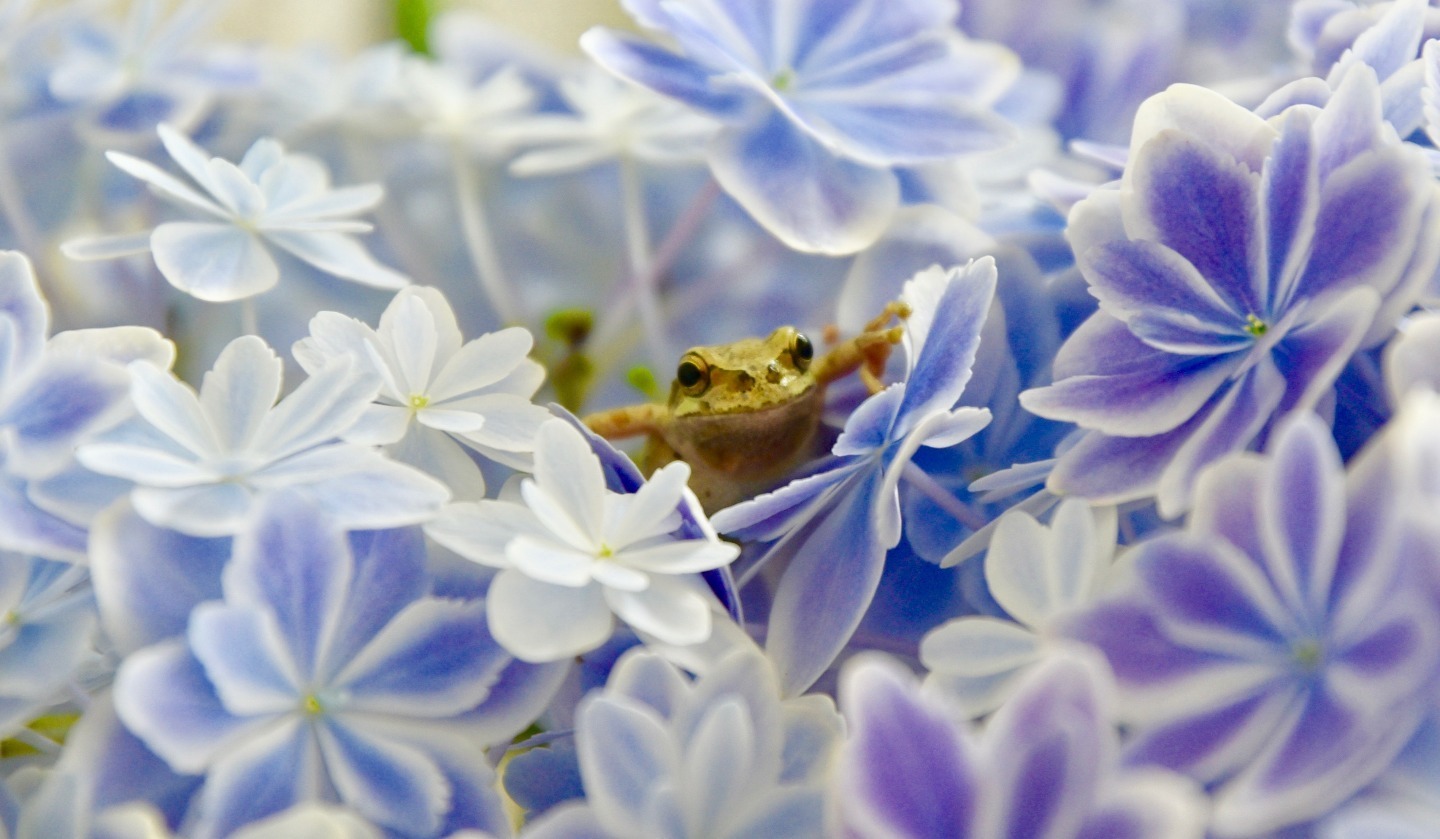 院長の部屋への招待