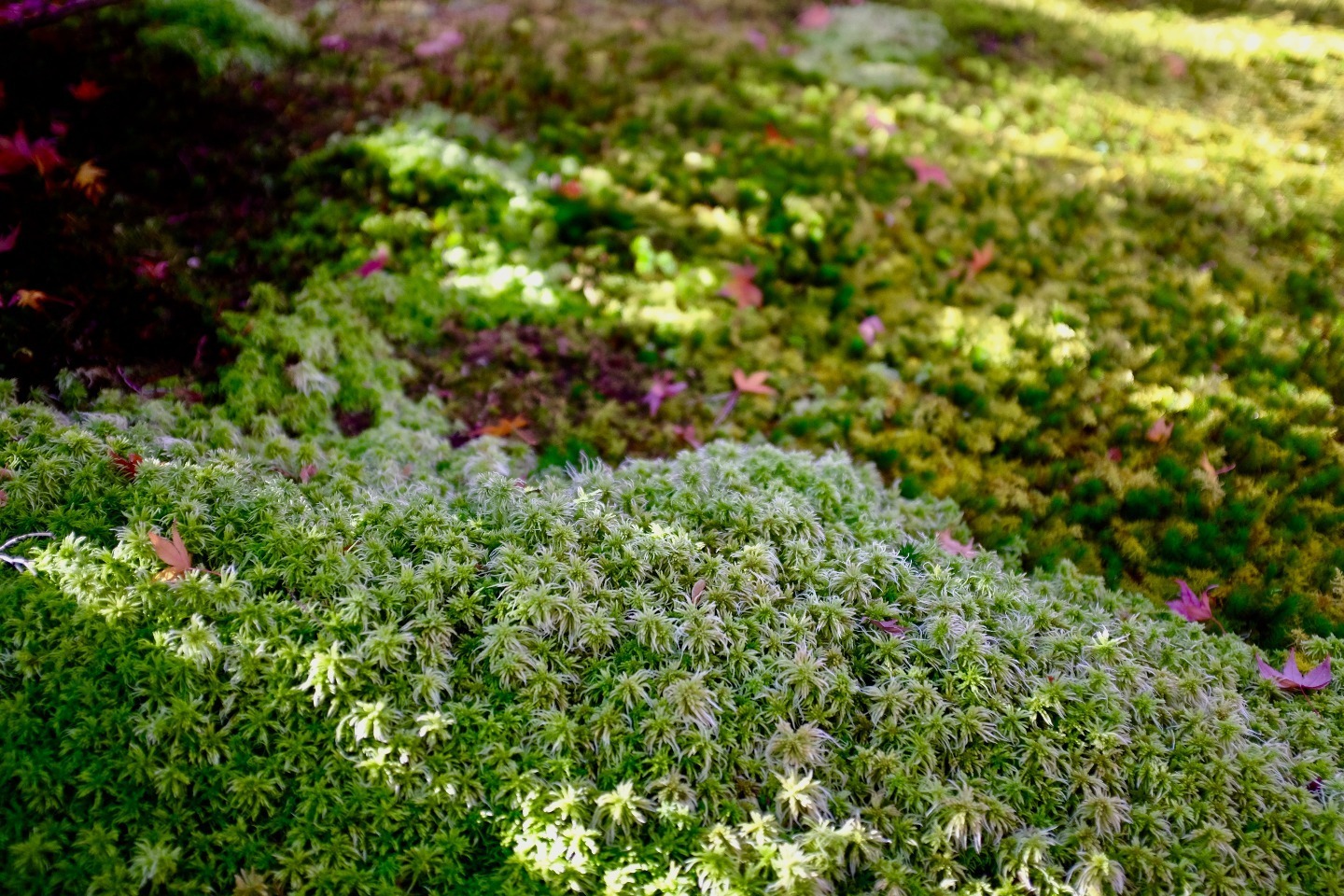自然分娩とフリースタイルを考える