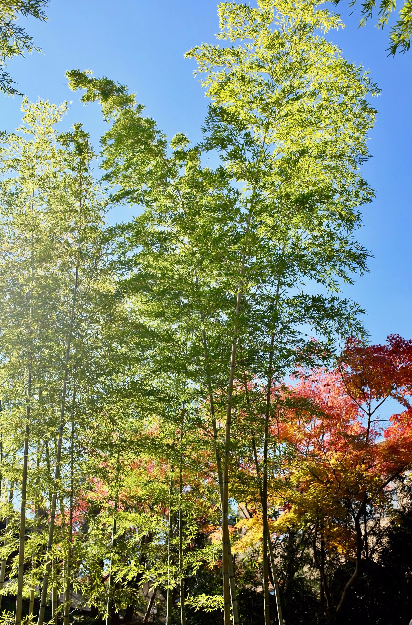 分娩の立ち会いについて